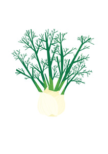 How to cook fennel perfectly