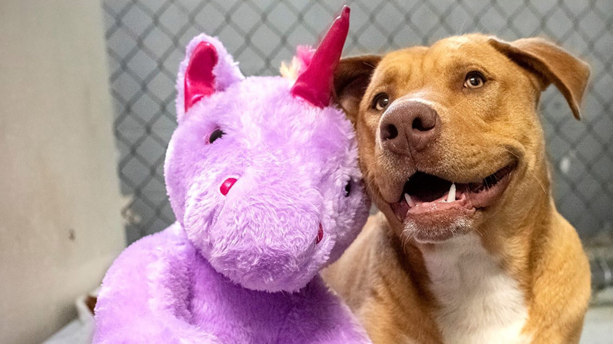 A dog, a dollar store and a purple unicorn