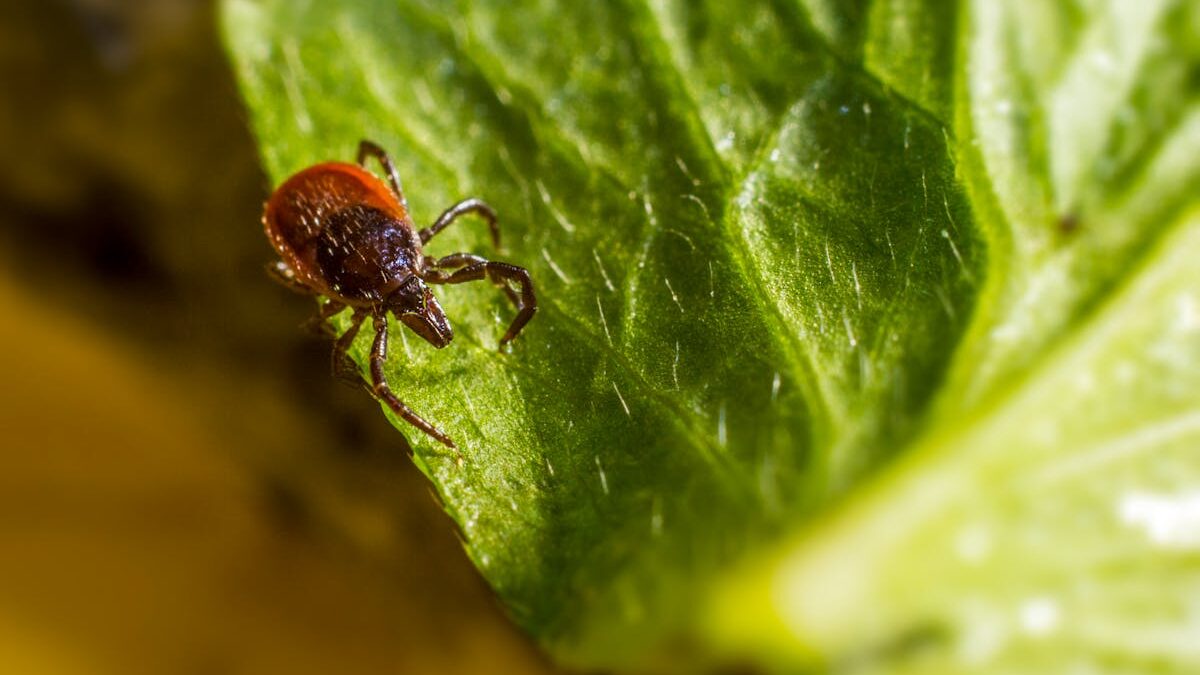 Are tick bites really that dangerous?